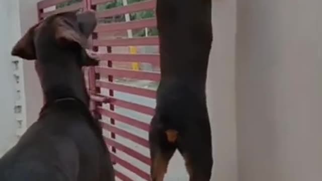 Doberman funny dog video ☺️.