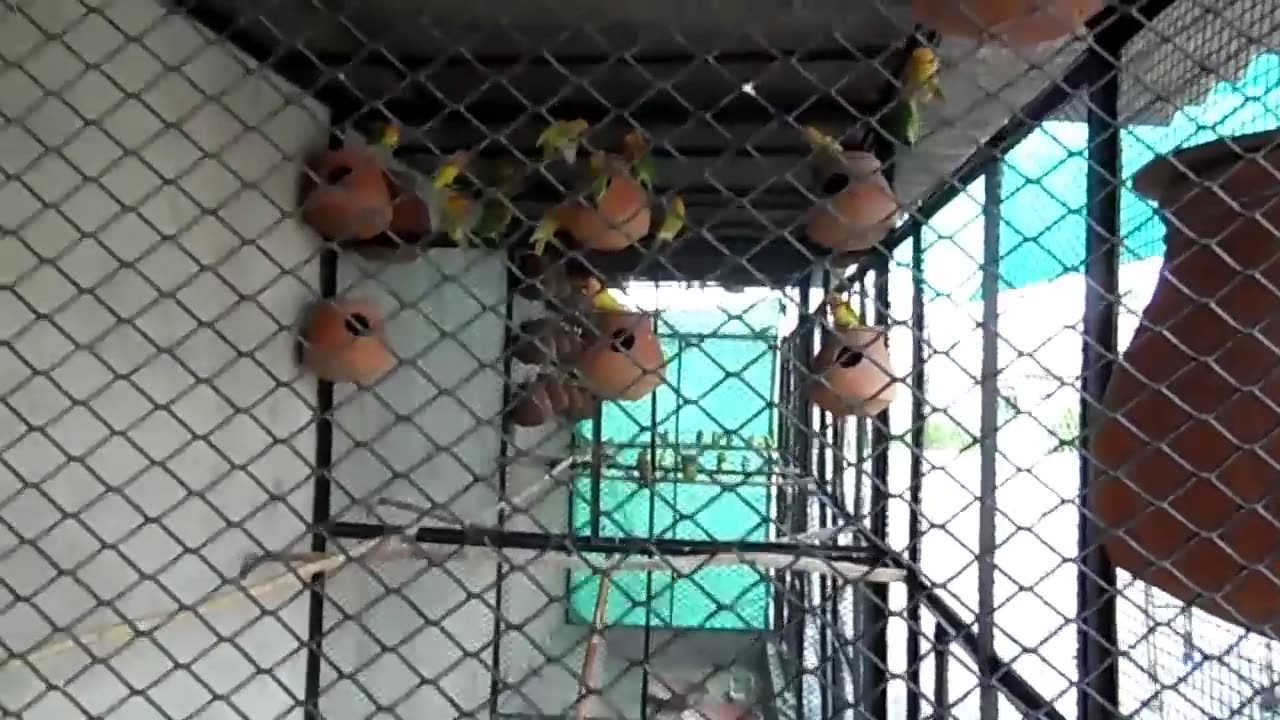 making of lovebirds cage