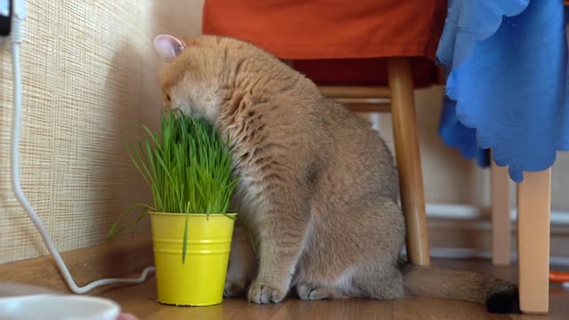 Grass and Hosico