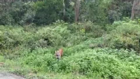 recently happened Tiger Attack in Sitabani Jim Corbett. Uttrakhand