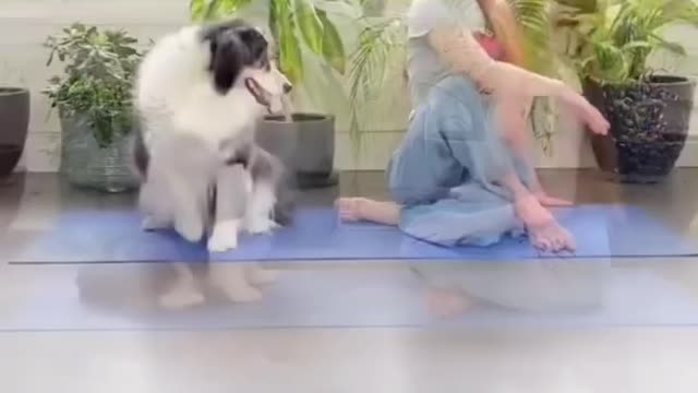 Funny Animals Videos2022 -Funniest Cats And Dogs Videos