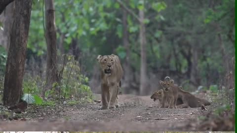 Mother Love #WildLife