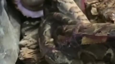 Have you seen how a Viper puts to birth?