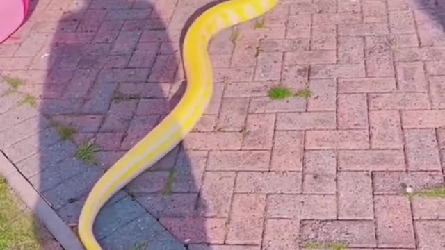 Large eel