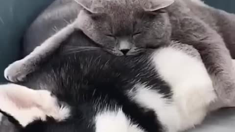 funny cat video