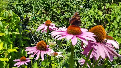 The butterfly is pollinating the flower