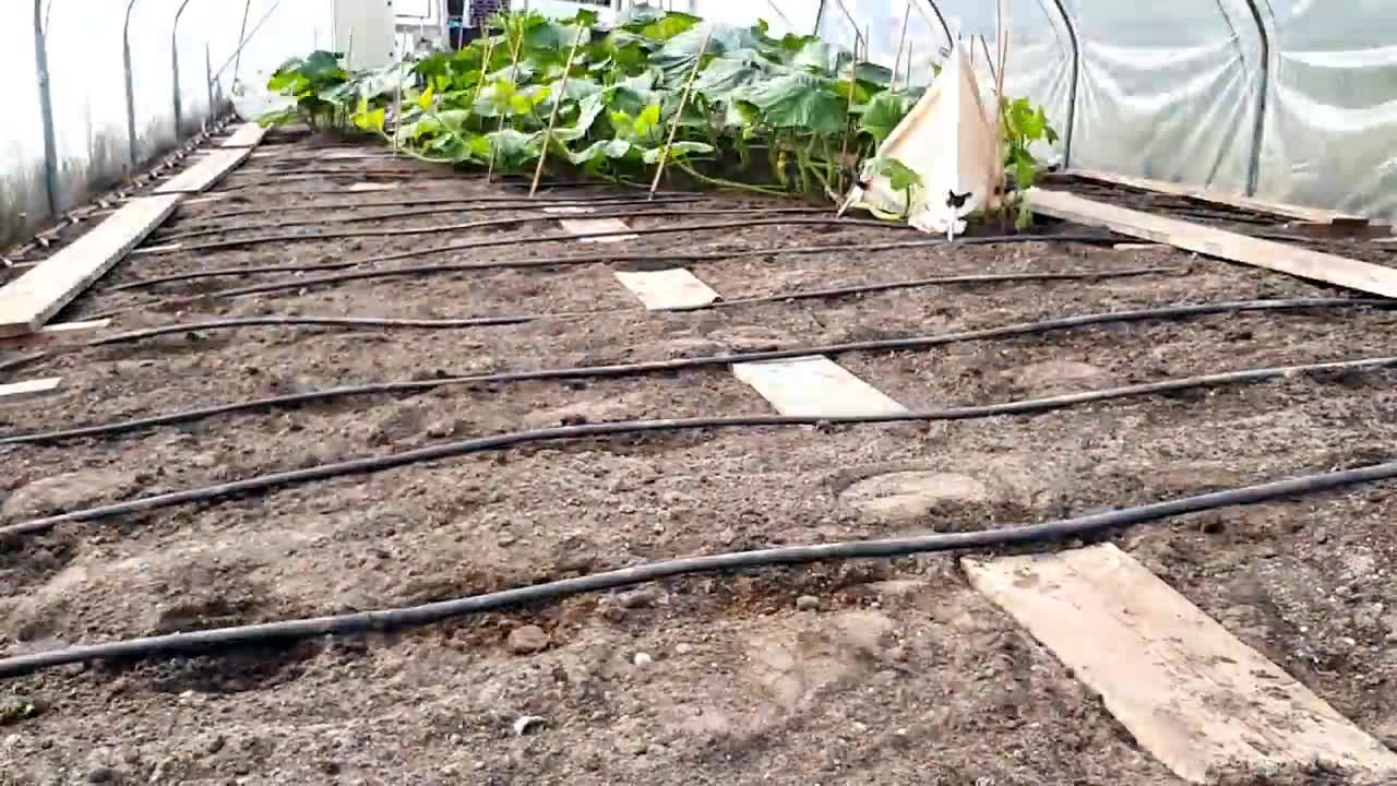 Timelapse _ From seed to 600kg Giant Pumpkin