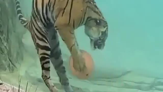 funny videos