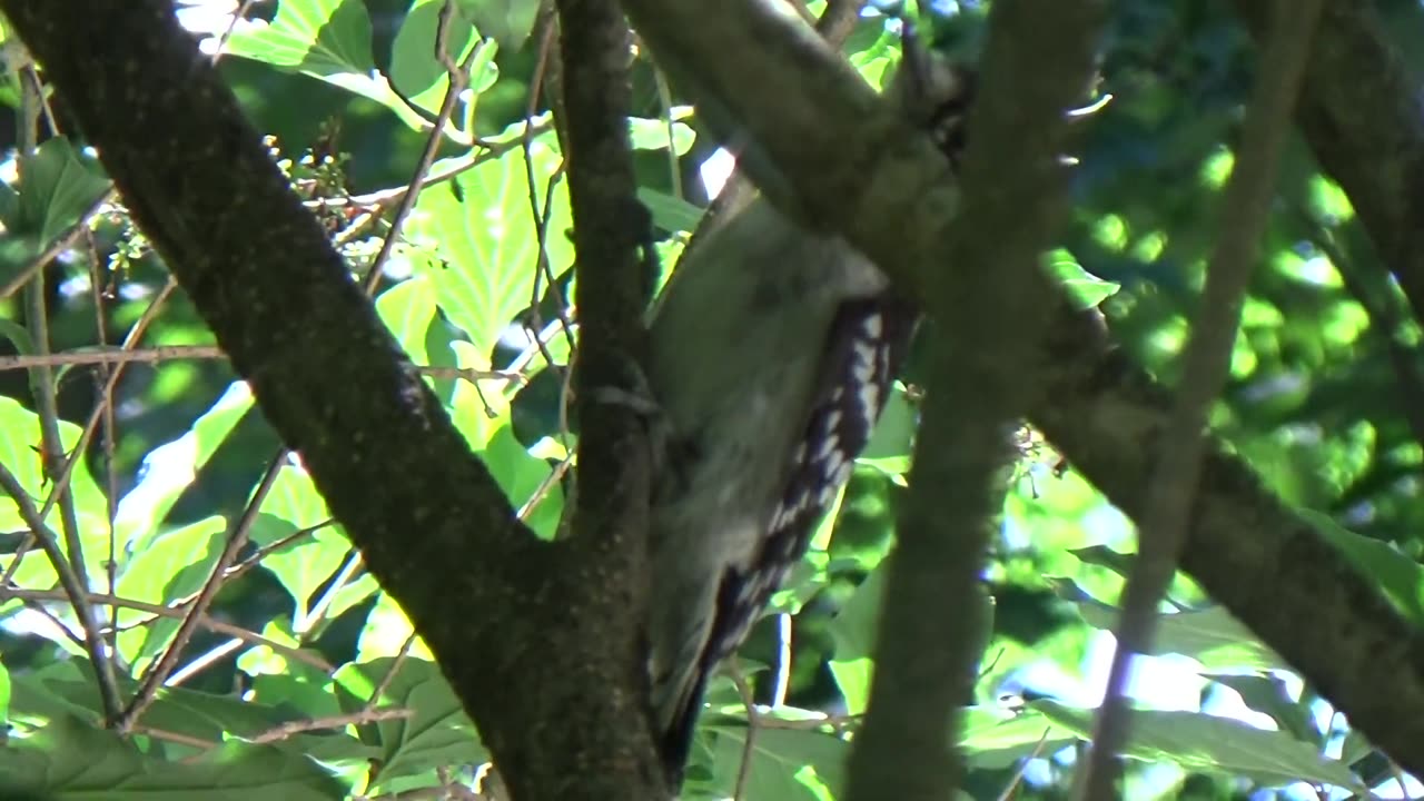 Downy Woodpecker