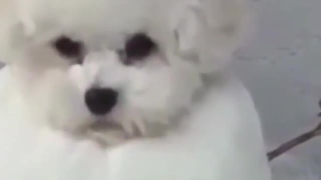 Cute Dog as a snowman
