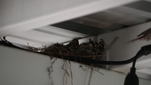 Boids2