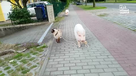 Funny animal videos