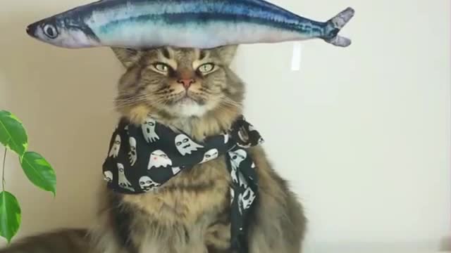 Look at my magic! stop!
