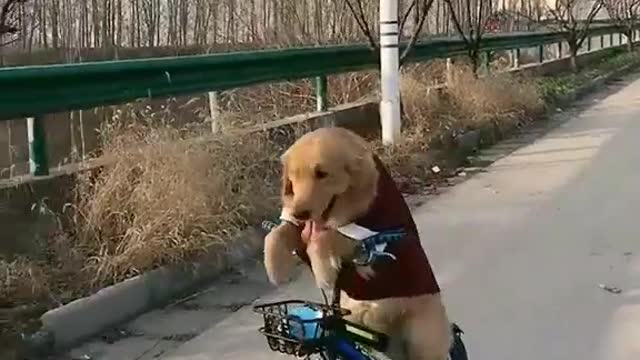 Dog ride on bycycle