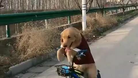 Dog ride on bycycle