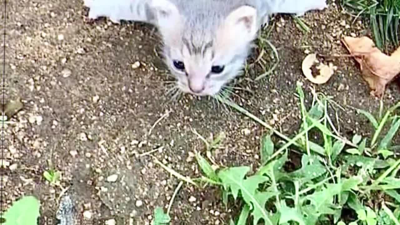 Stray Kitten Could Barely Drag Itself On The Cold Ground, But It Was Lucky
