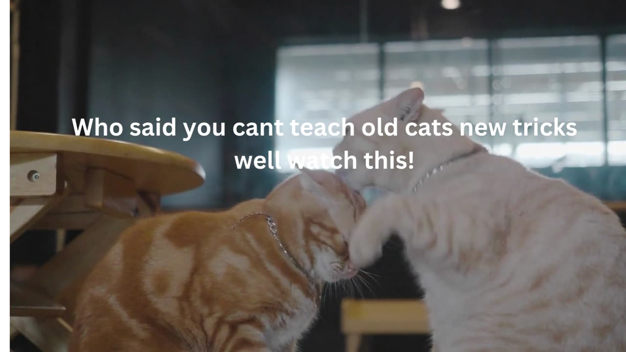 old cat new tricks