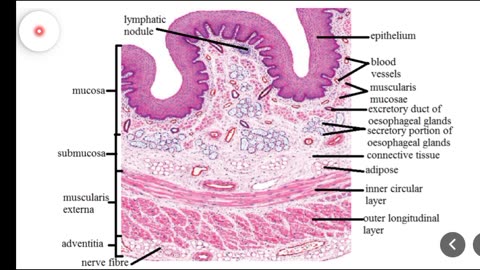 THE ESOPHAGUS HISTOLOGY