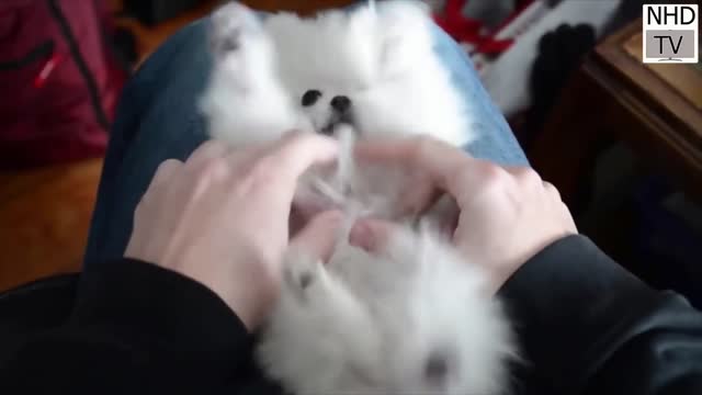 Cutes dogs _ Cutest dog in the world _ Cute dogs clips 2022(1080p)