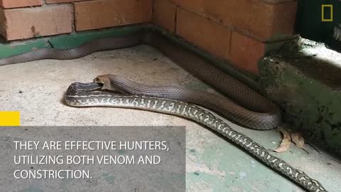 Venomous Snake Devours a Python Whole in This Rare Video | National Geographic