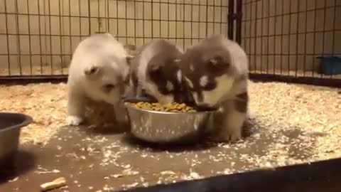 dog eating