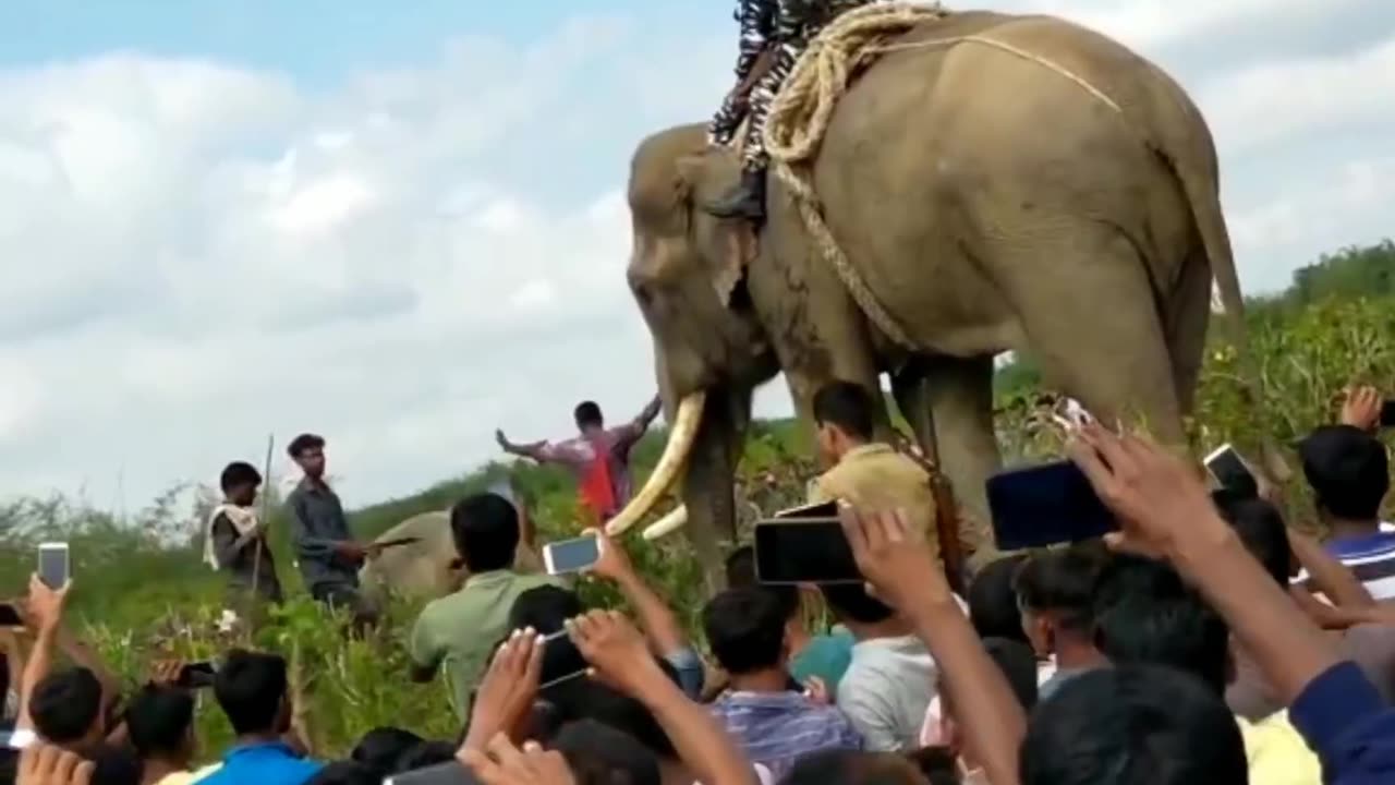 Laden The Elephant King Laden Elephant In Amazon Most Dangerous Elephant