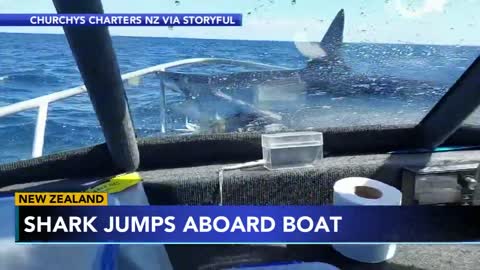 Caught on Video: Shark lands on boat in New Zealand