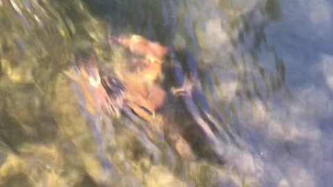 Monster Lobster in the water