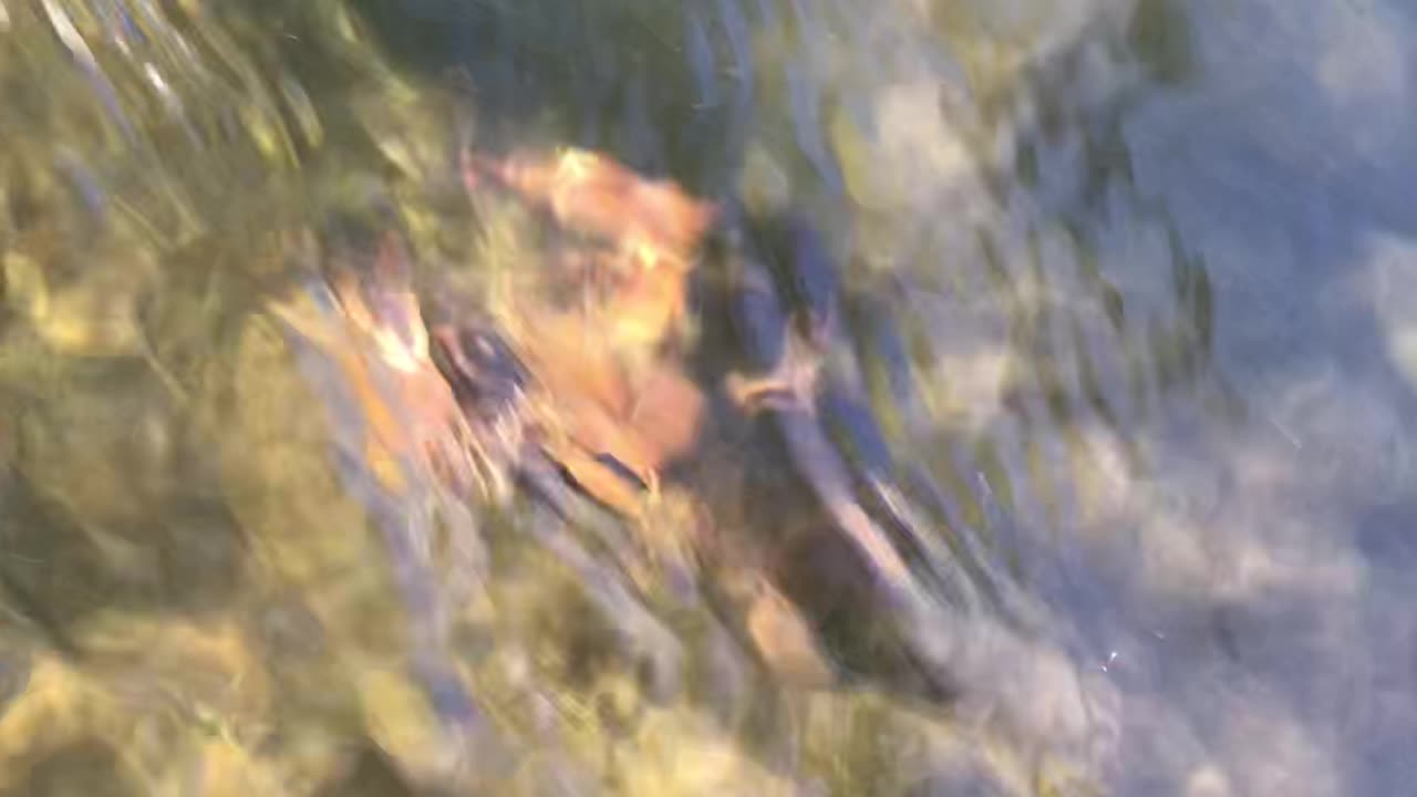 Monster Lobster in the water