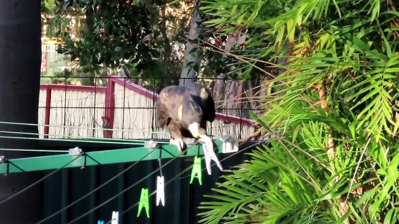 Cheeky Cockatoo Playing With Clothes Pegs