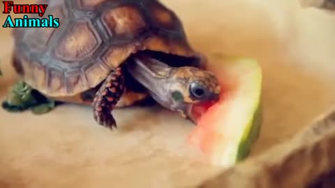 Turtle /Tortoise - A Funny Turtle And cute Turtle video compilation 2021