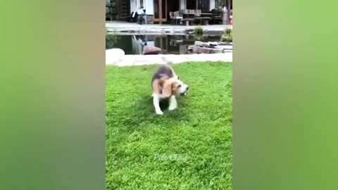 Funniest Animals 2023 Funny Cats and Dogs Videos