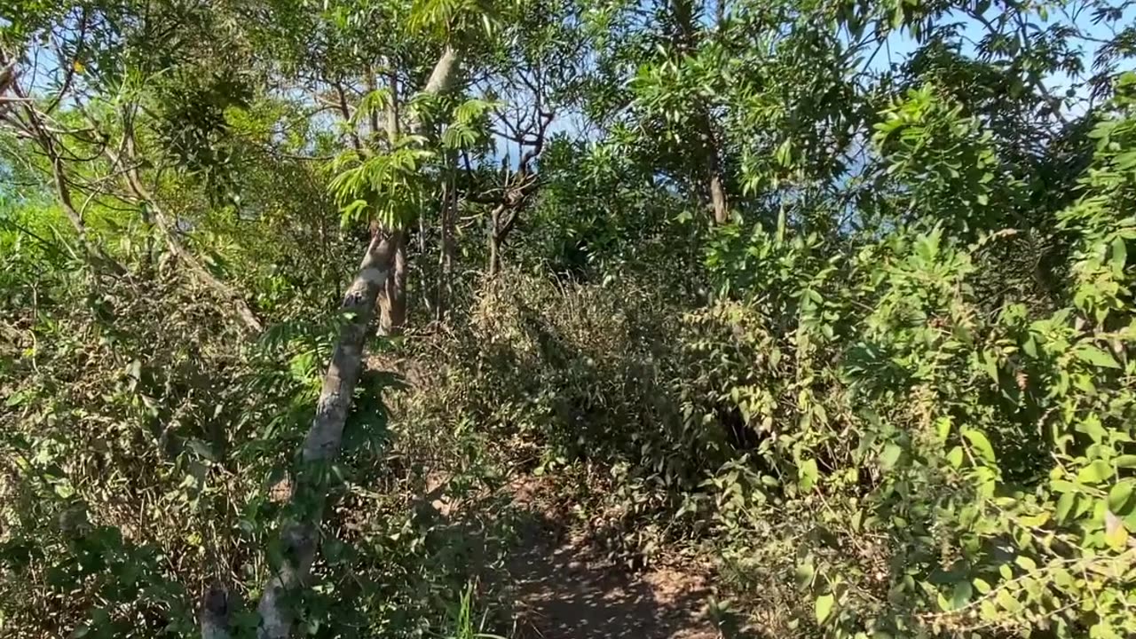 11/19 - Explorando a Trilha do Morro do Macaco em Bombinhas: Uma Experiência Imersiva! #bombinhas