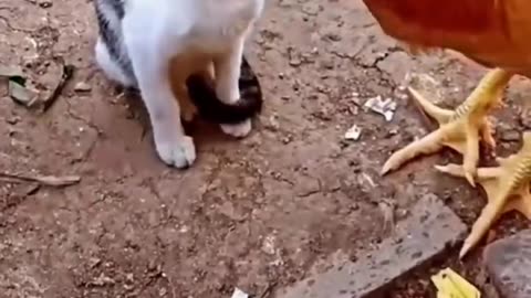 CAT VS CHICKEN