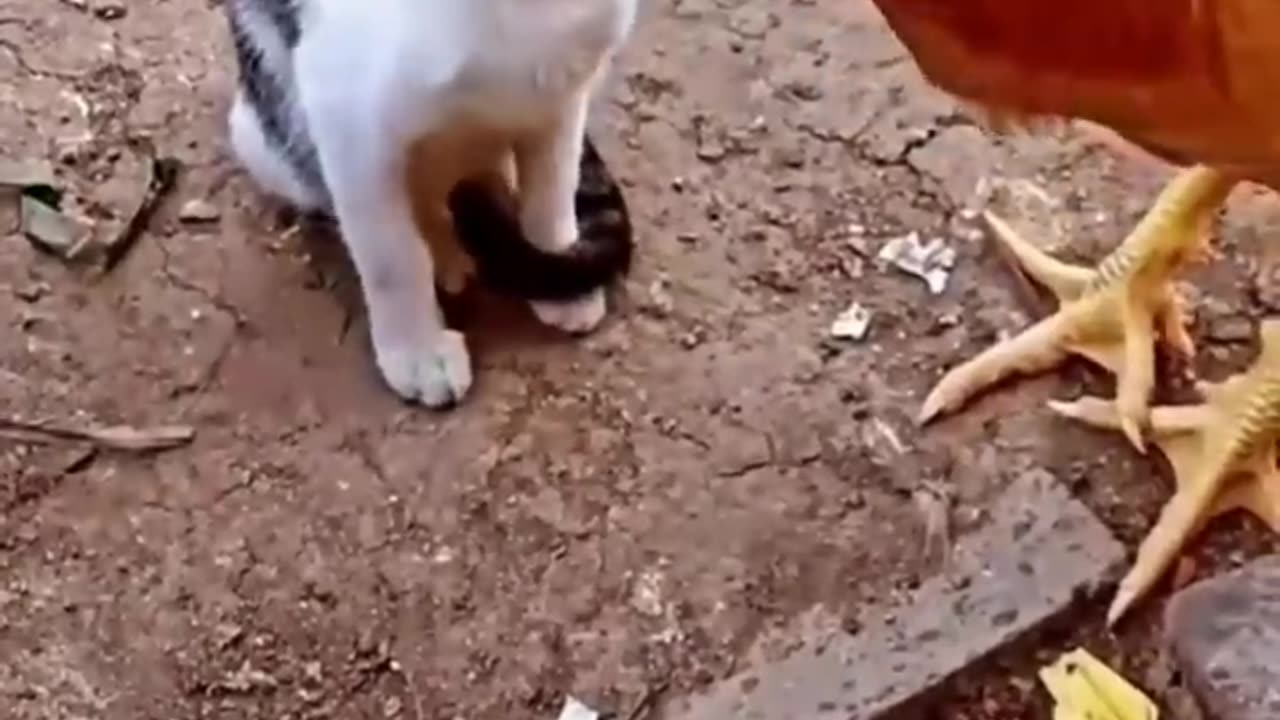 CAT VS CHICKEN