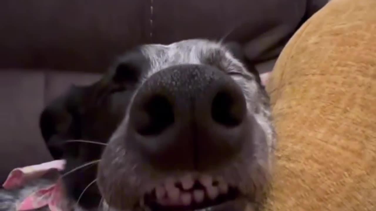 Cute puppy
