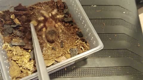 Venomous Tarantula Feeding EP.2