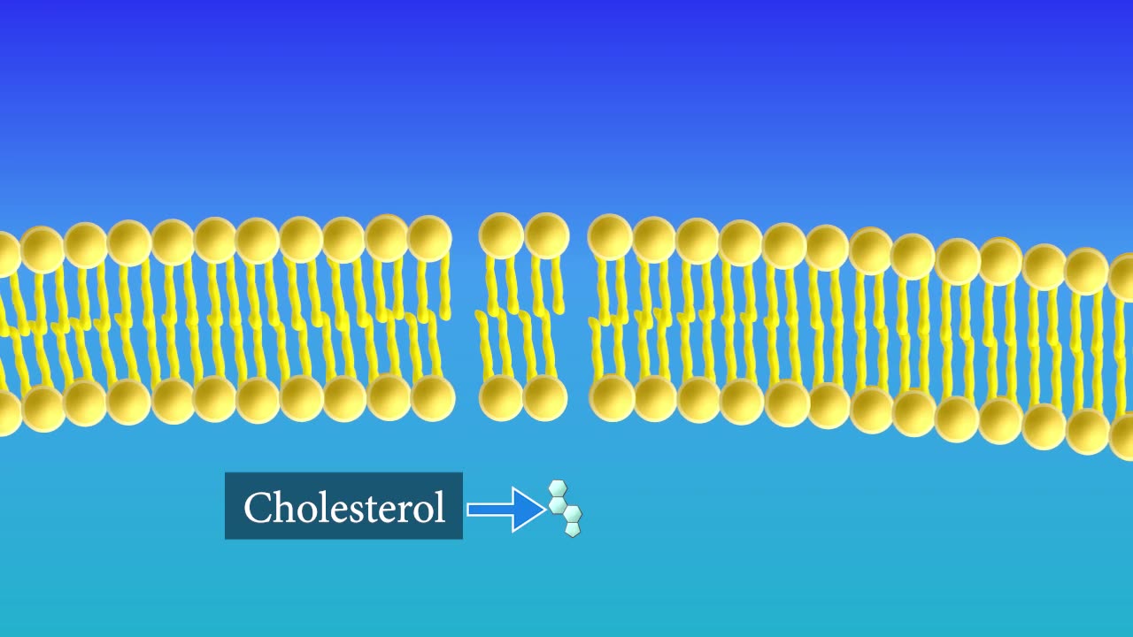 Cell Membrane Structure and Function