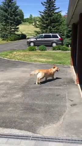 Golden Retriever es una talentosa escapista