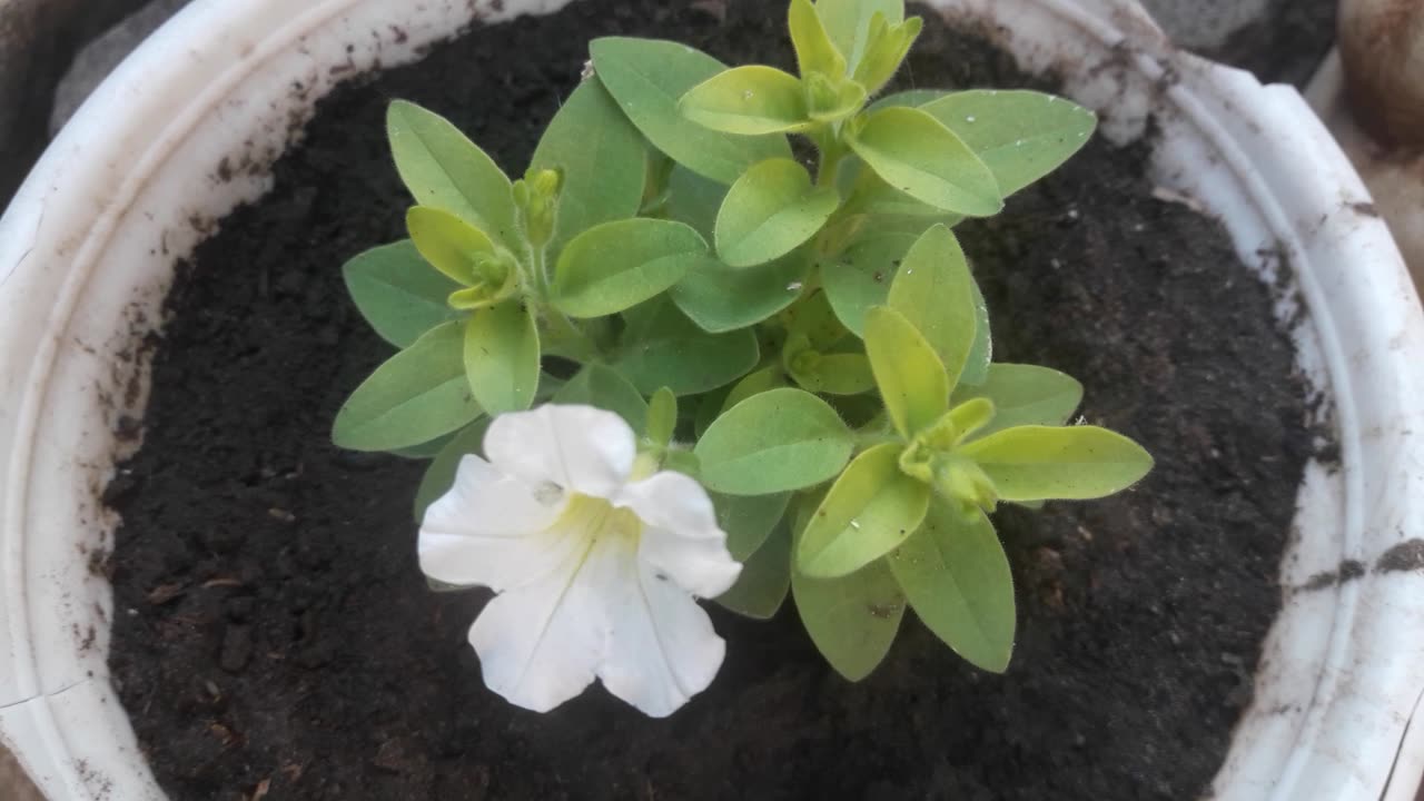 White Petunia in a Pot