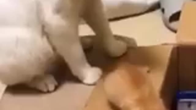 Funny Cats