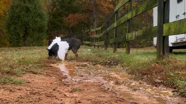 Sissy the Heeler Plays in Water with Bird Costume