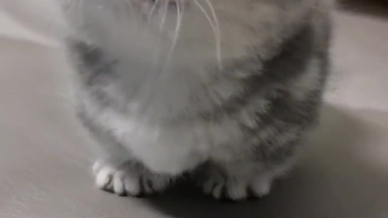 Cute and funny cat video.