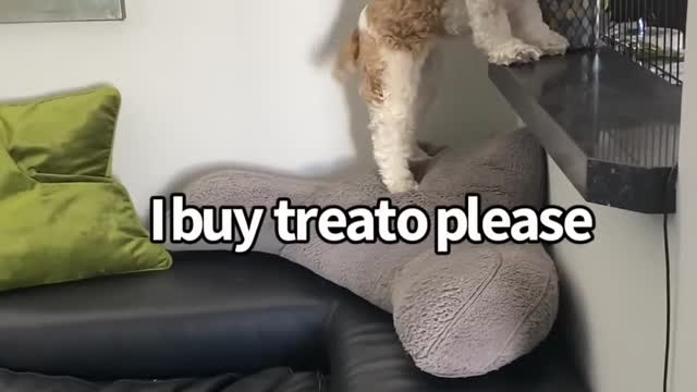 Dog Gets Extra Treats By Trading Money With Owner