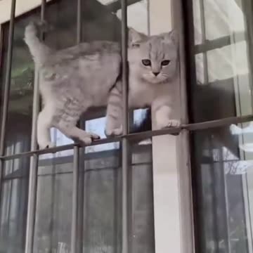 CAT-TING-TING-TING-TING-TANG 😹😹😹😹