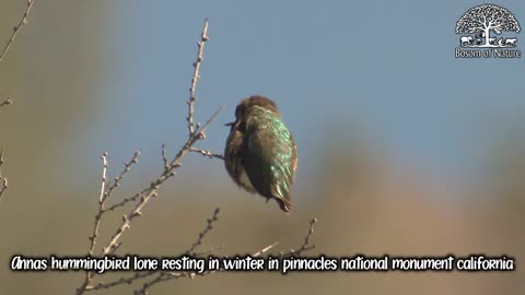 Annas hummingbird lone resting in winter in pinnacles national monument california