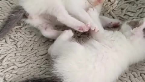 cute cat viral video