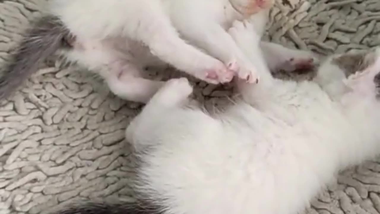 cute cat viral video