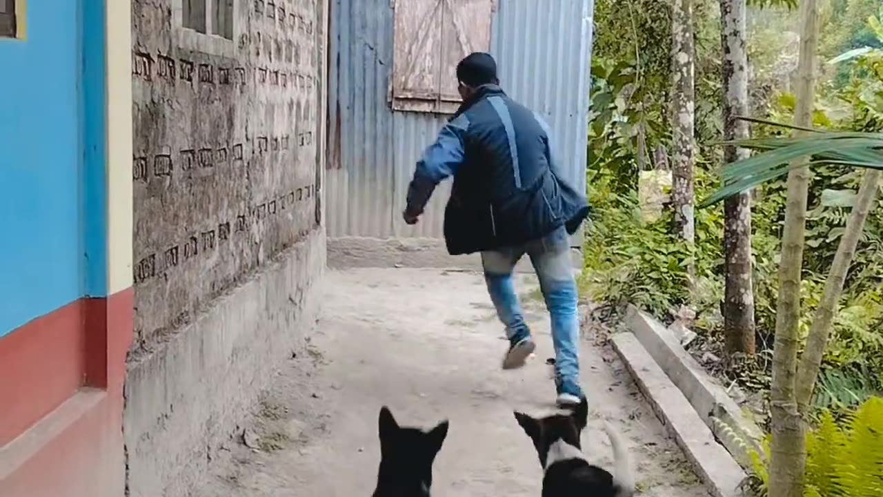 Dog 🐕 Funny video