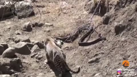 A leopard faces off with a massive python